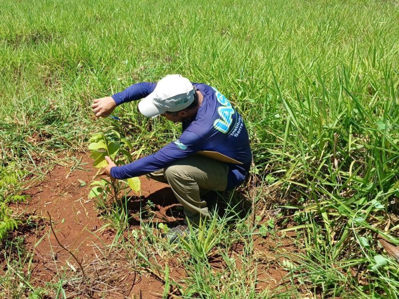 Manutenção e monitoramento de plantios